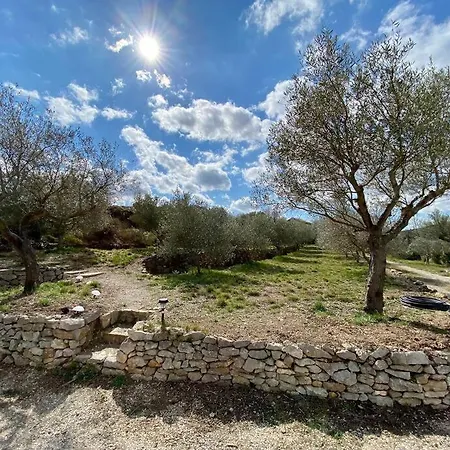 Thym Au Coeur D'une Oliveraie Des Corbieres Saint-Jean-de-Barrou