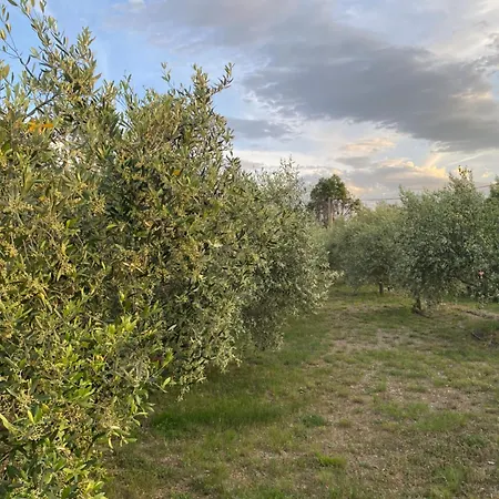Thym Au Coeur D'une Oliveraie Des Corbieres * Saint-Jean-de-Barrou