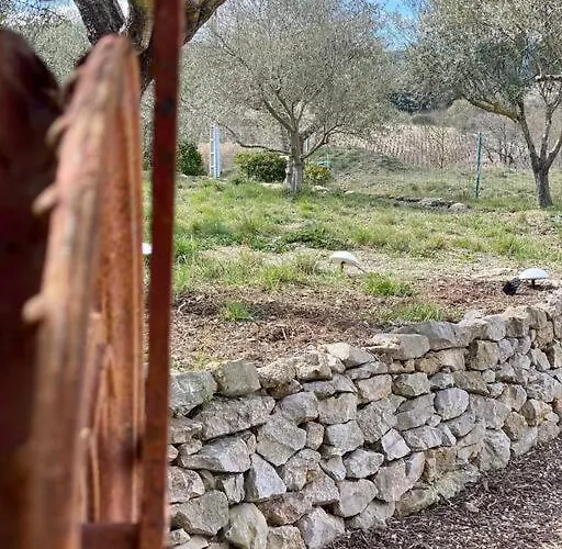 Thym Au Coeur D'une Oliveraie Des Corbieres Feriehus
