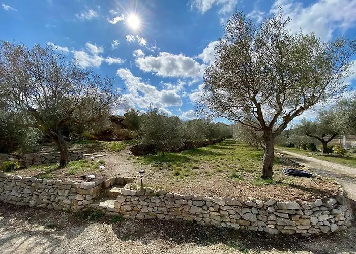 Thym Au Coeur D'une Oliveraie Des Corbieres Saint-Jean-de-Barrou