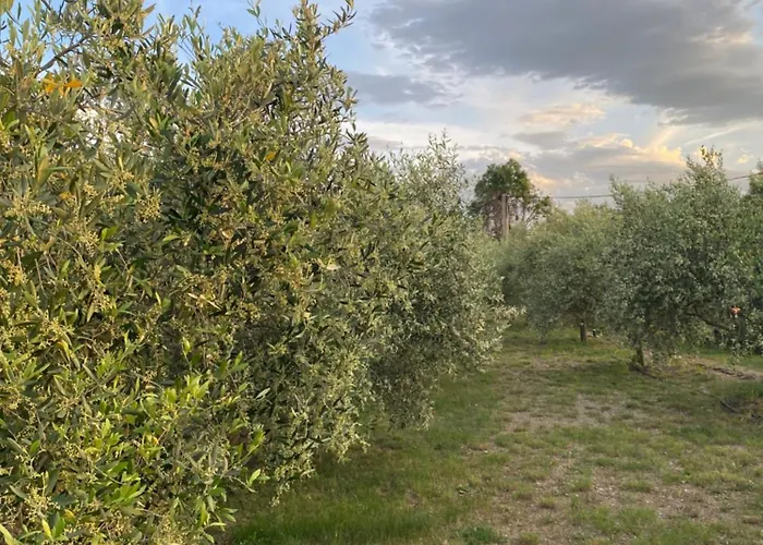 Thym Au Coeur D'une Oliveraie Des Corbieres * Saint-Jean-de-Barrou